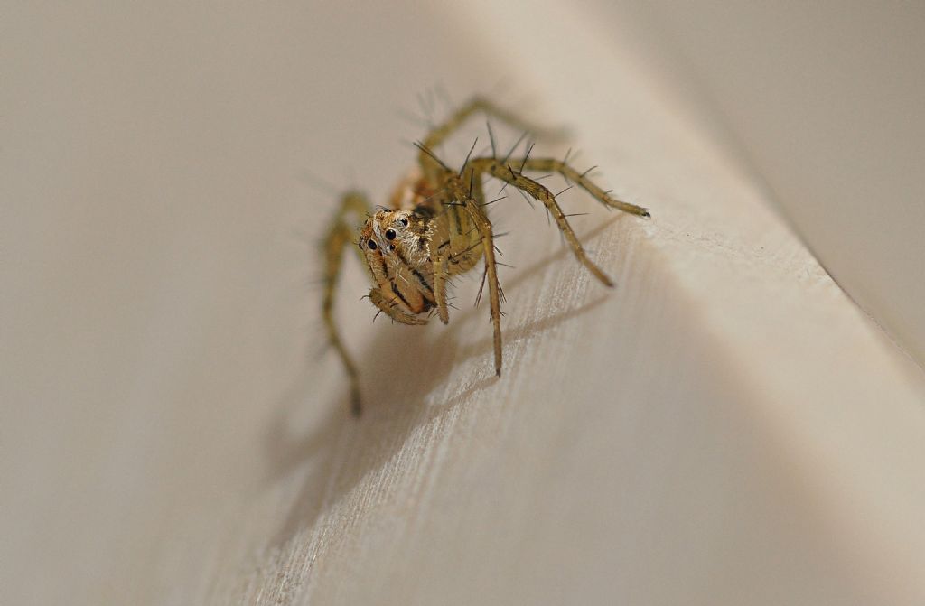 Oxyopes lineatus - Vieste (FG)